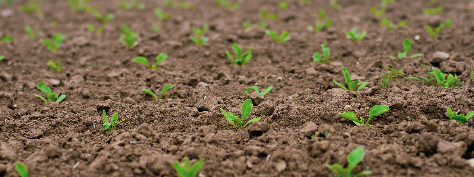 Germinated Plant Seeds